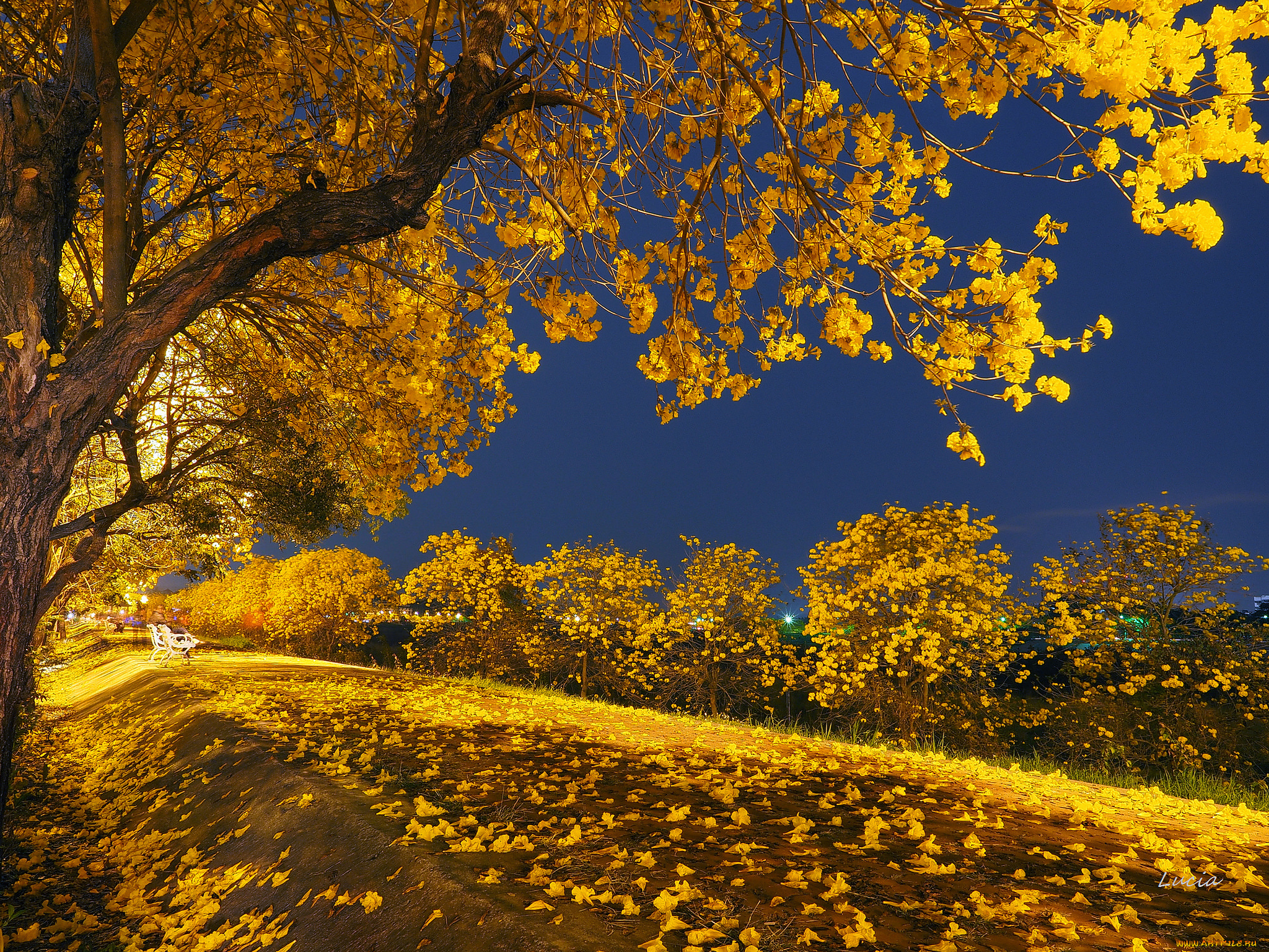 природа, парк, свет, ночь, осень, листья, деревья, скамья