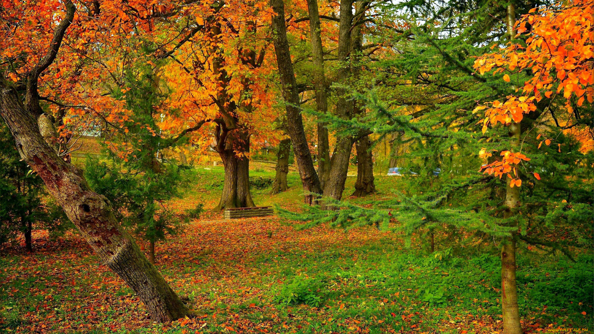 природа, парк, осень, листопад, листва