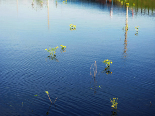 Картинка природа реки озера пруд кувшинки