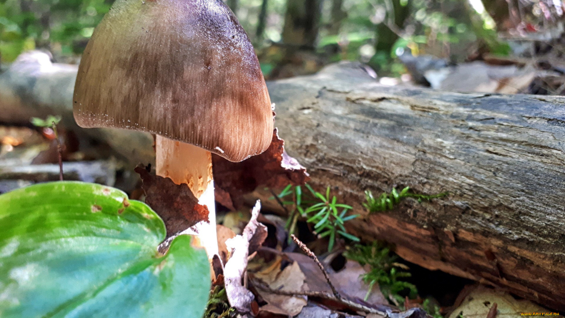 природа, грибы, гриб, листья, шляпка