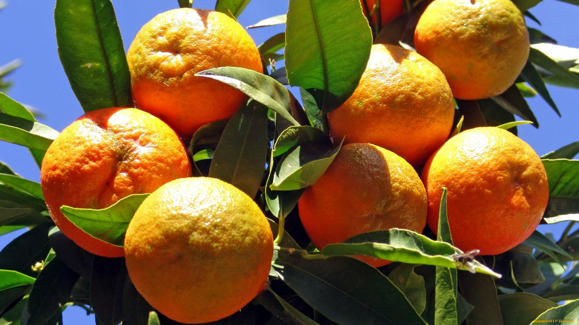 природа, плоды, апельсины