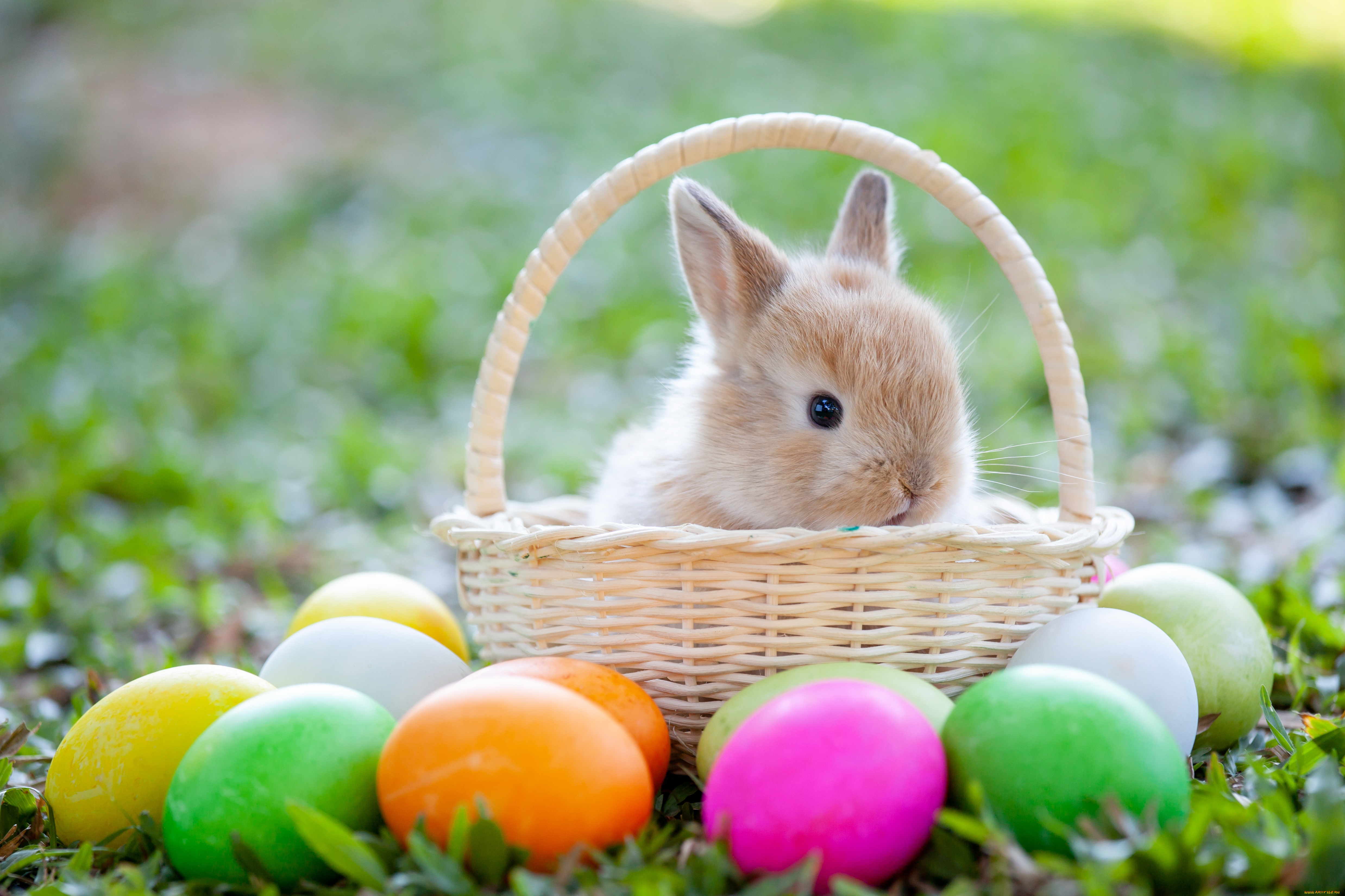 праздничные, пасха, трава, яйца, весна, colorful, кролик, grass, happy, spring, easter, eggs, bunny, baske