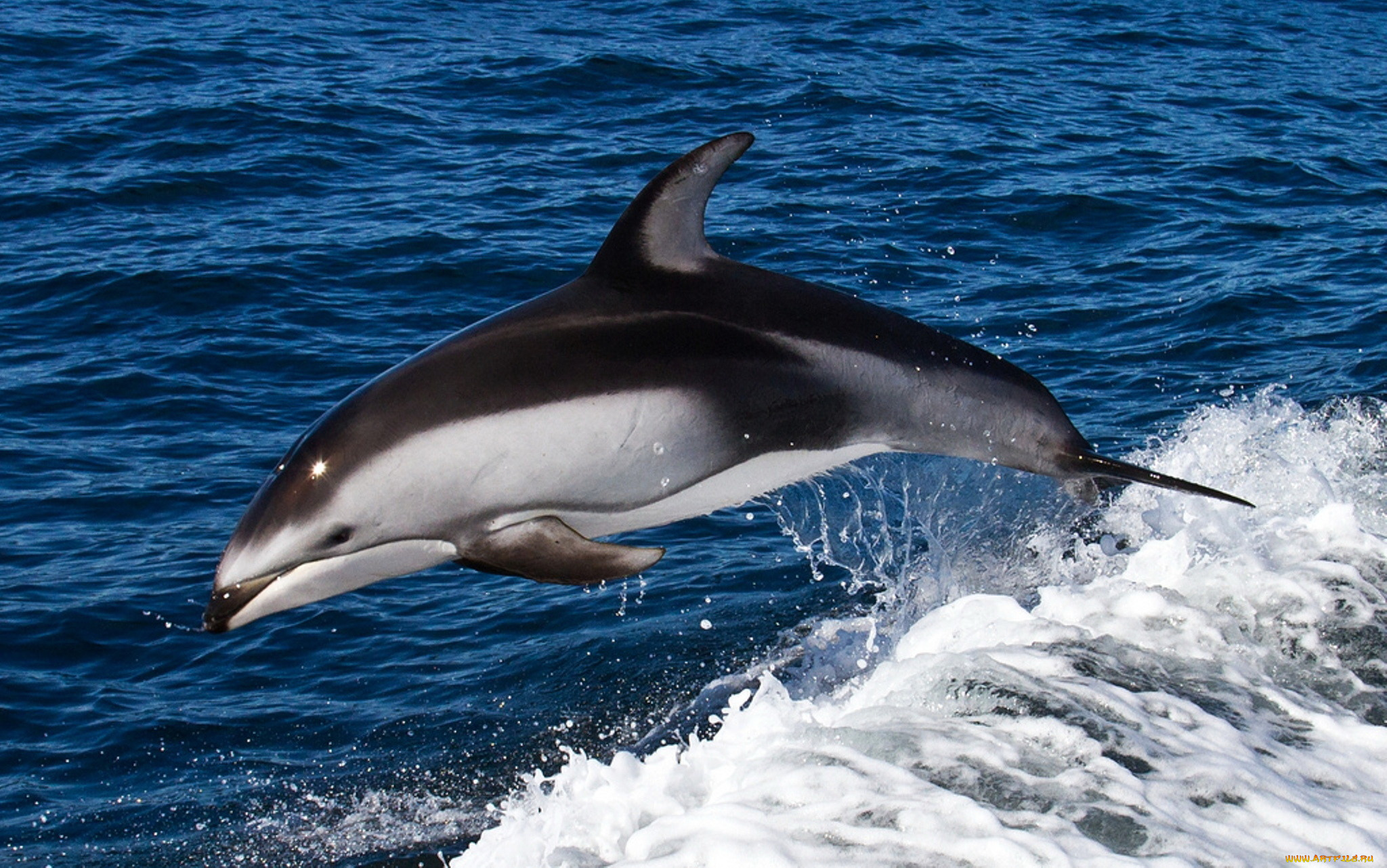 Дельфин прыжок из под волны без смс
