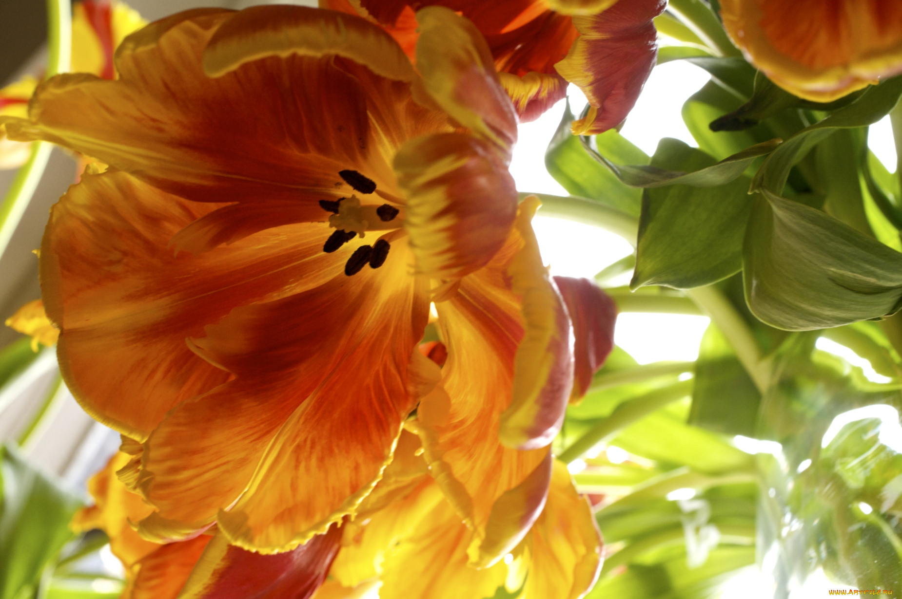 цветы, тюльпаны, оранжевый, лепестки