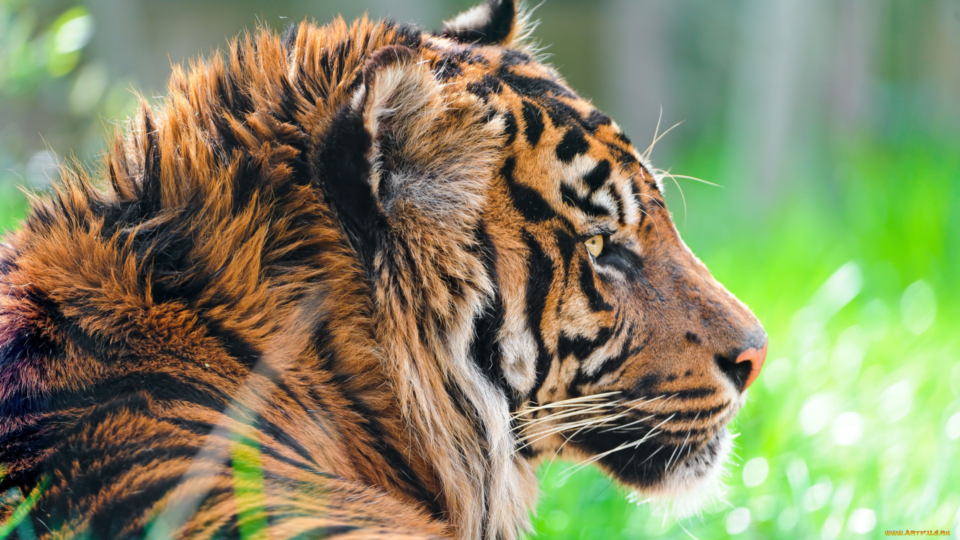 животные, тигры, sumatran, tiger