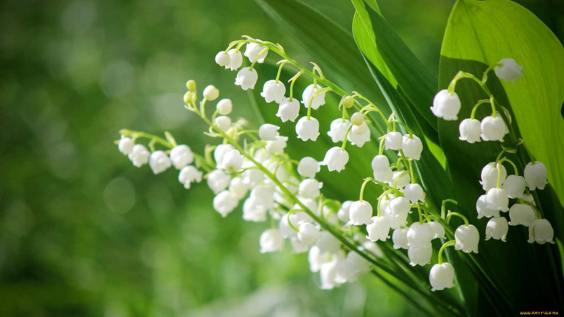 ландыши цветы белые природа без смс