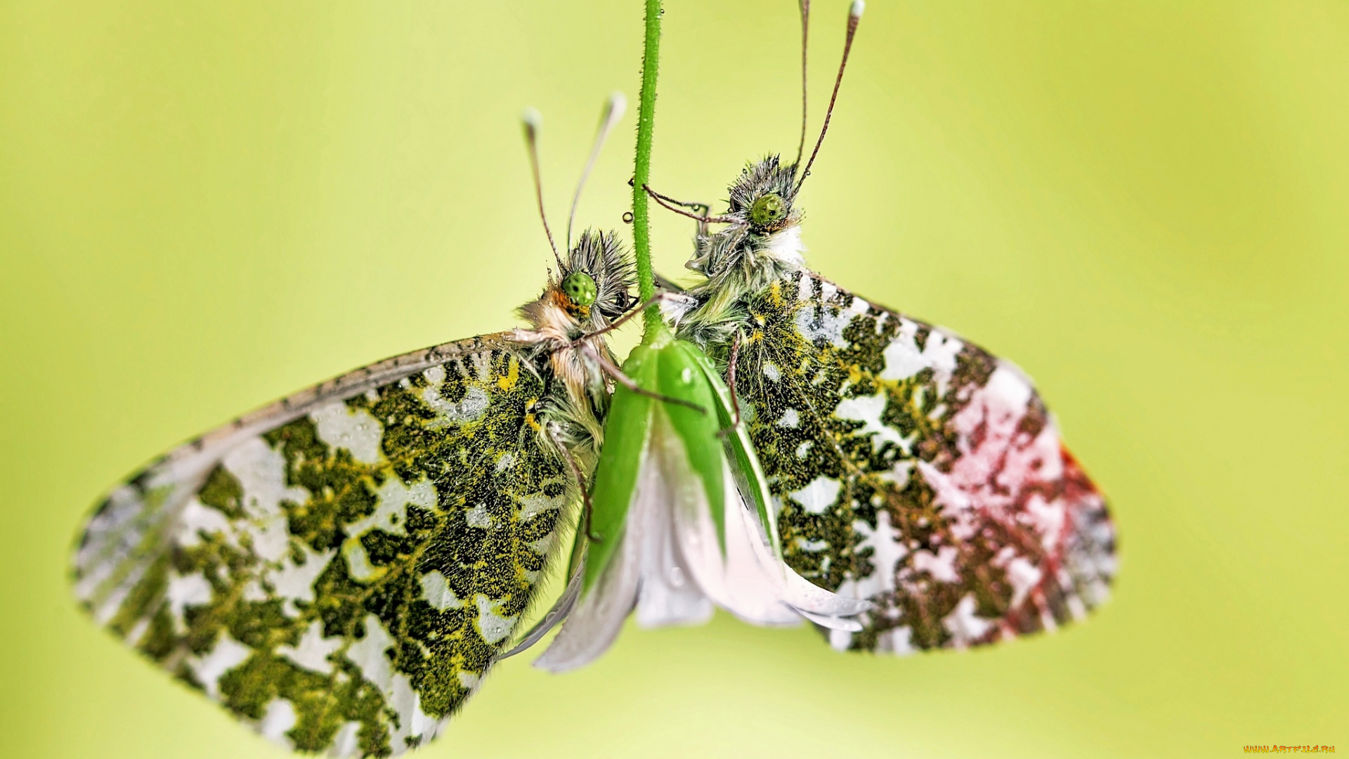 животные, бабочки, цветок, flower, butterfly