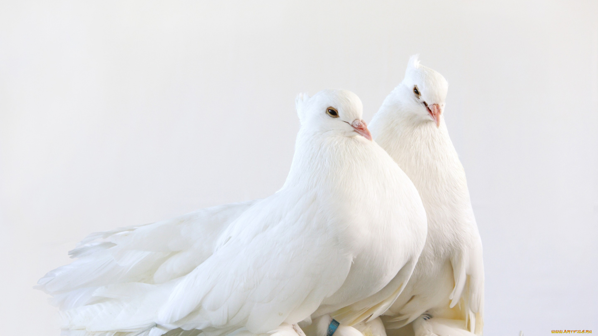 животные, голуби, pigeon, pair, милые, беленькие, голубиная, пара, cute, white