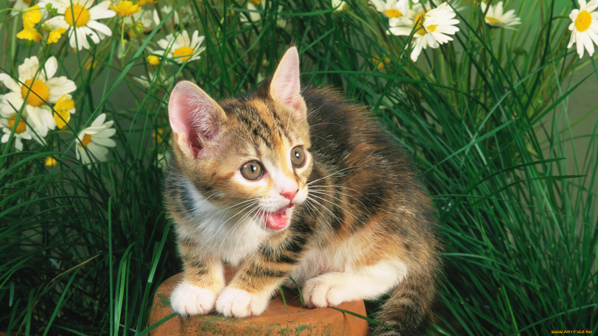 животные, коты, кошка, кот, cat, камень, трава, котенок