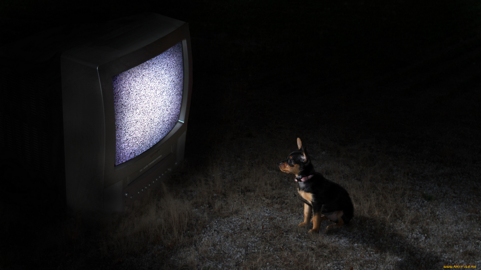 животные, собаки, собака, телевизор, ночь
