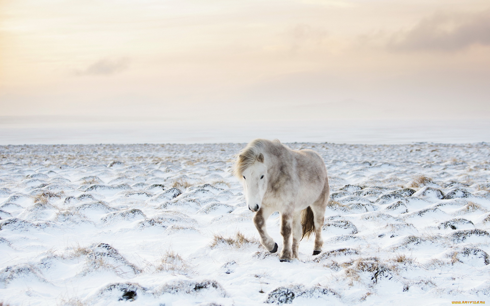 животные, лошади, конь, снег, природа