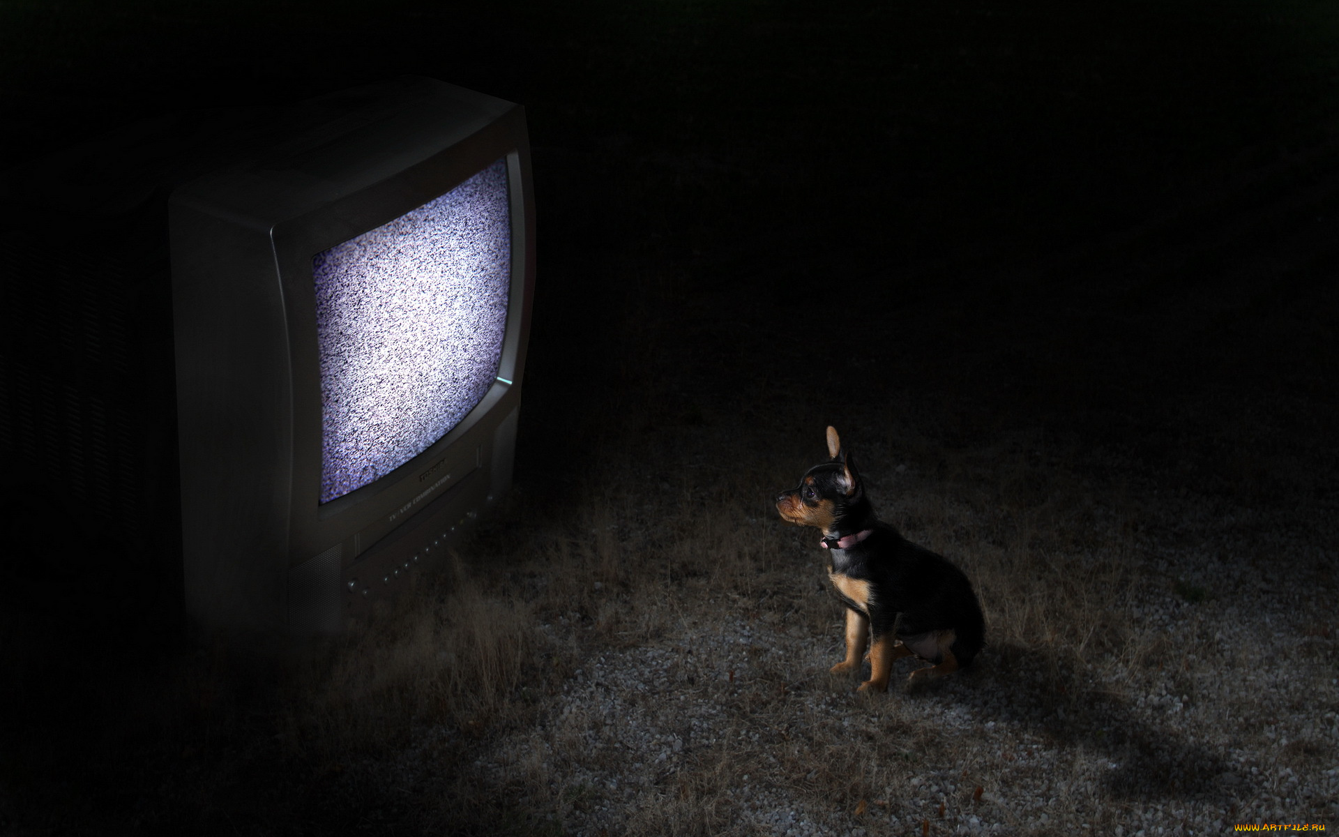 животные, собаки, собака, телевизор, ночь