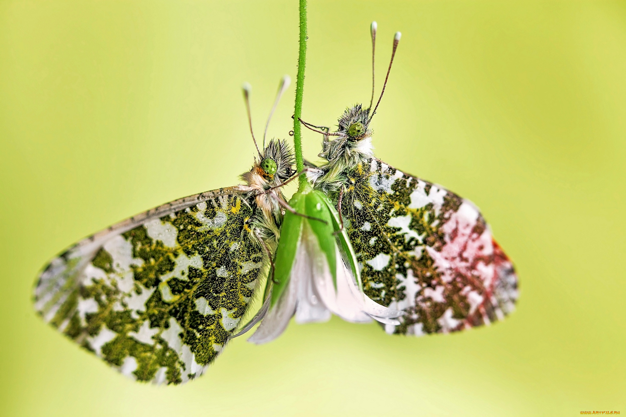 животные, бабочки, цветок, flower, butterfly