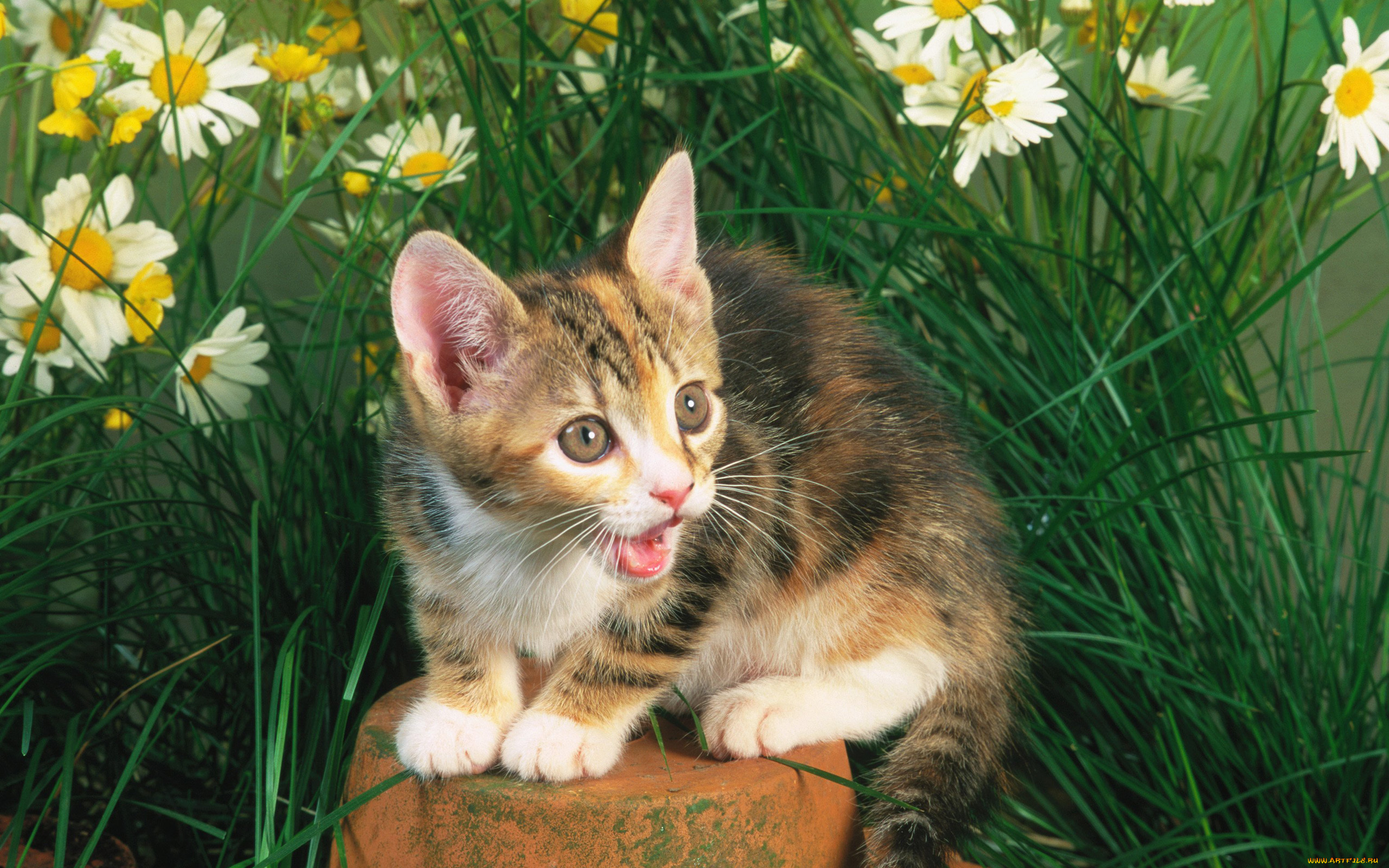 животные, коты, кошка, кот, cat, камень, трава, котенок