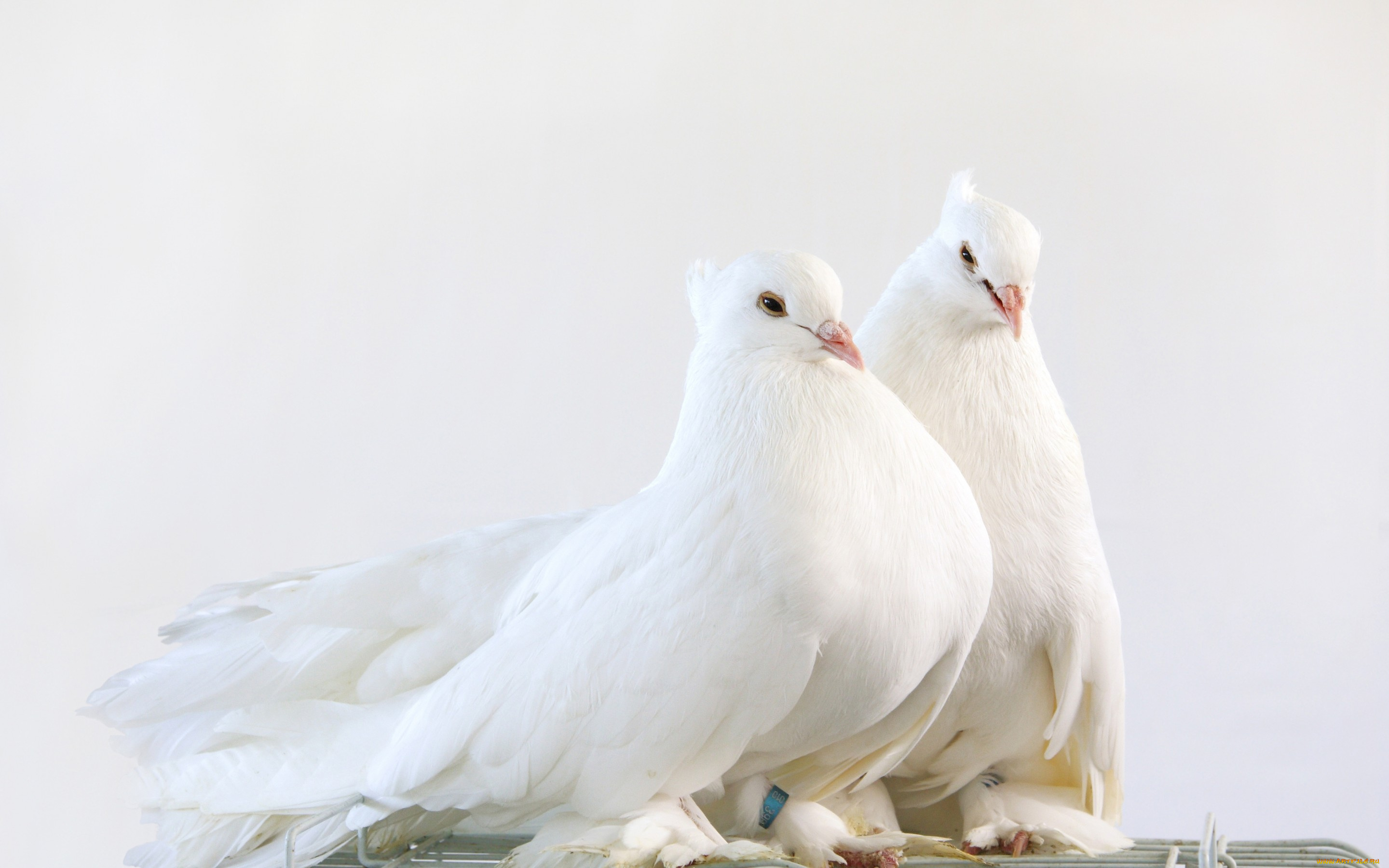 животные, голуби, pigeon, pair, милые, беленькие, голубиная, пара, cute, white