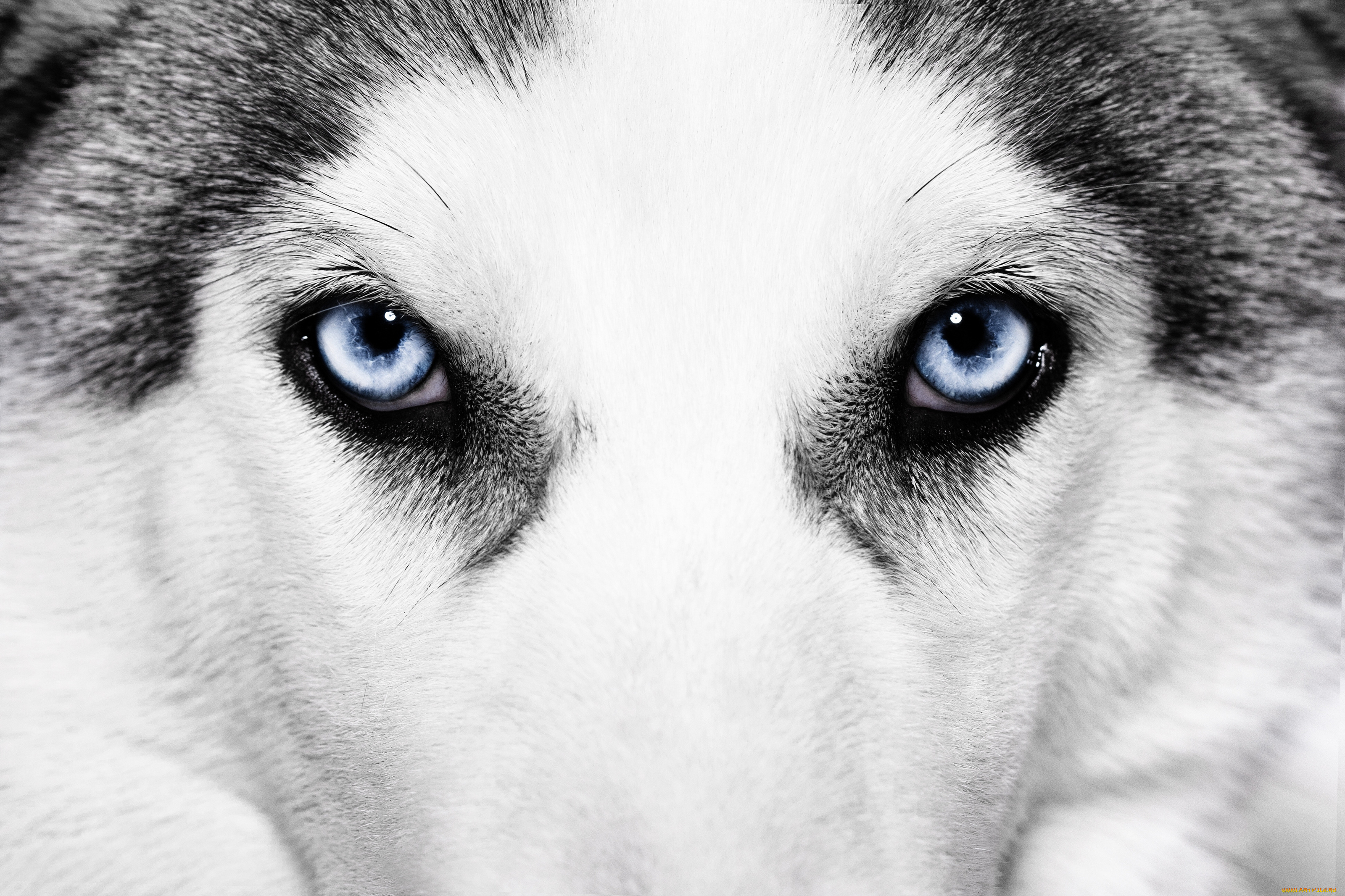 животные, собаки, хаски, голубые, глаза, морда