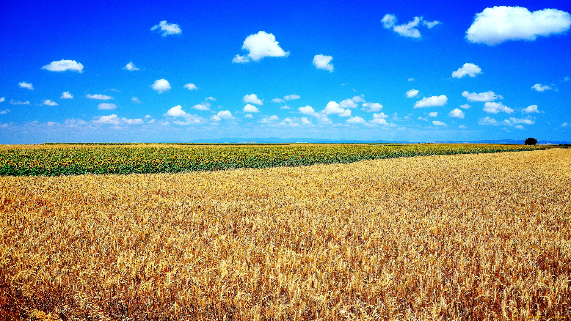 природа, поля, подсолнухи, пшеница
