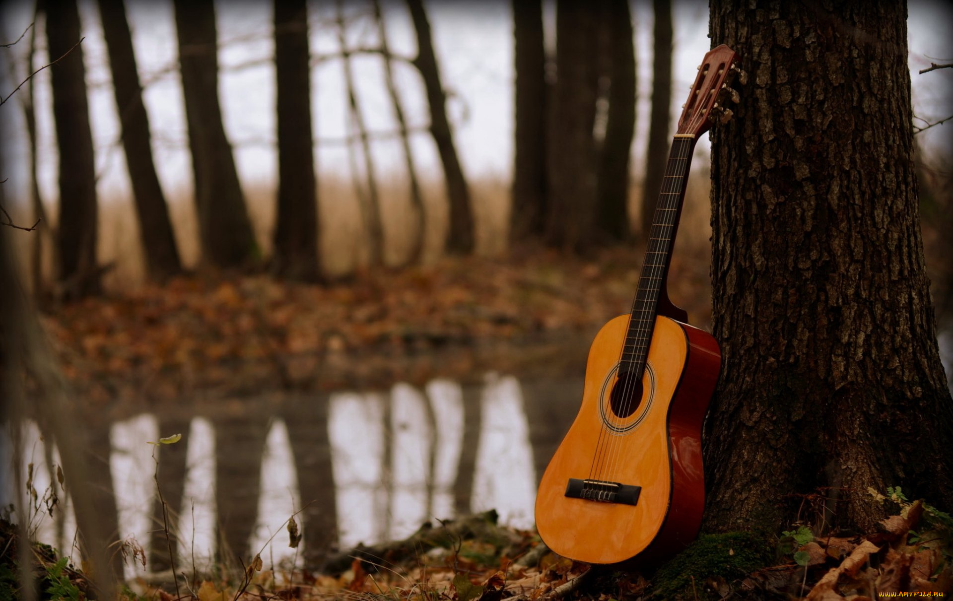 музыка, -музыкальные, инструменты, деревья, гитара, природа