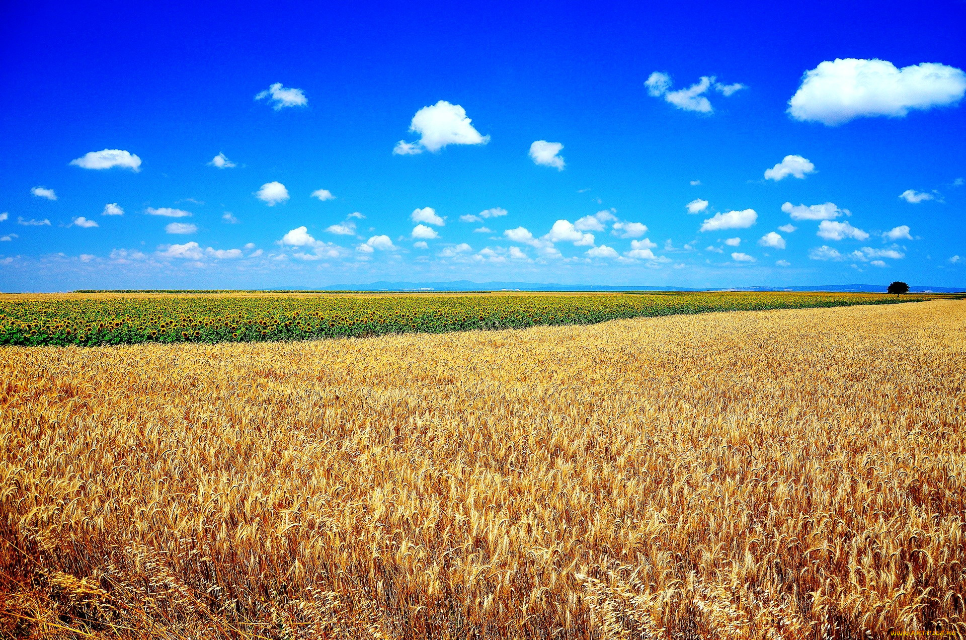 природа, поля, подсолнухи, пшеница