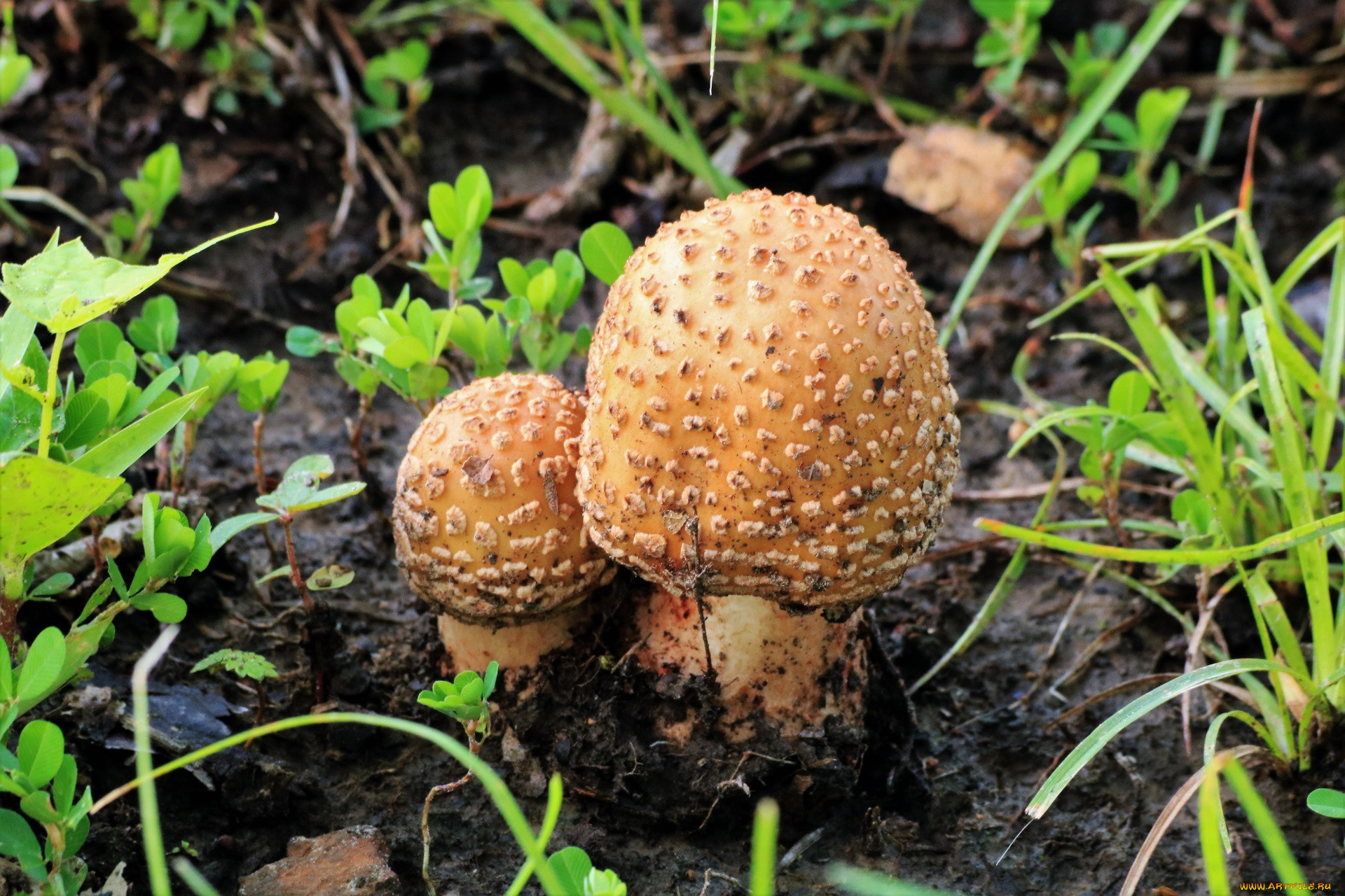 природа, грибы, дуэт, грибной