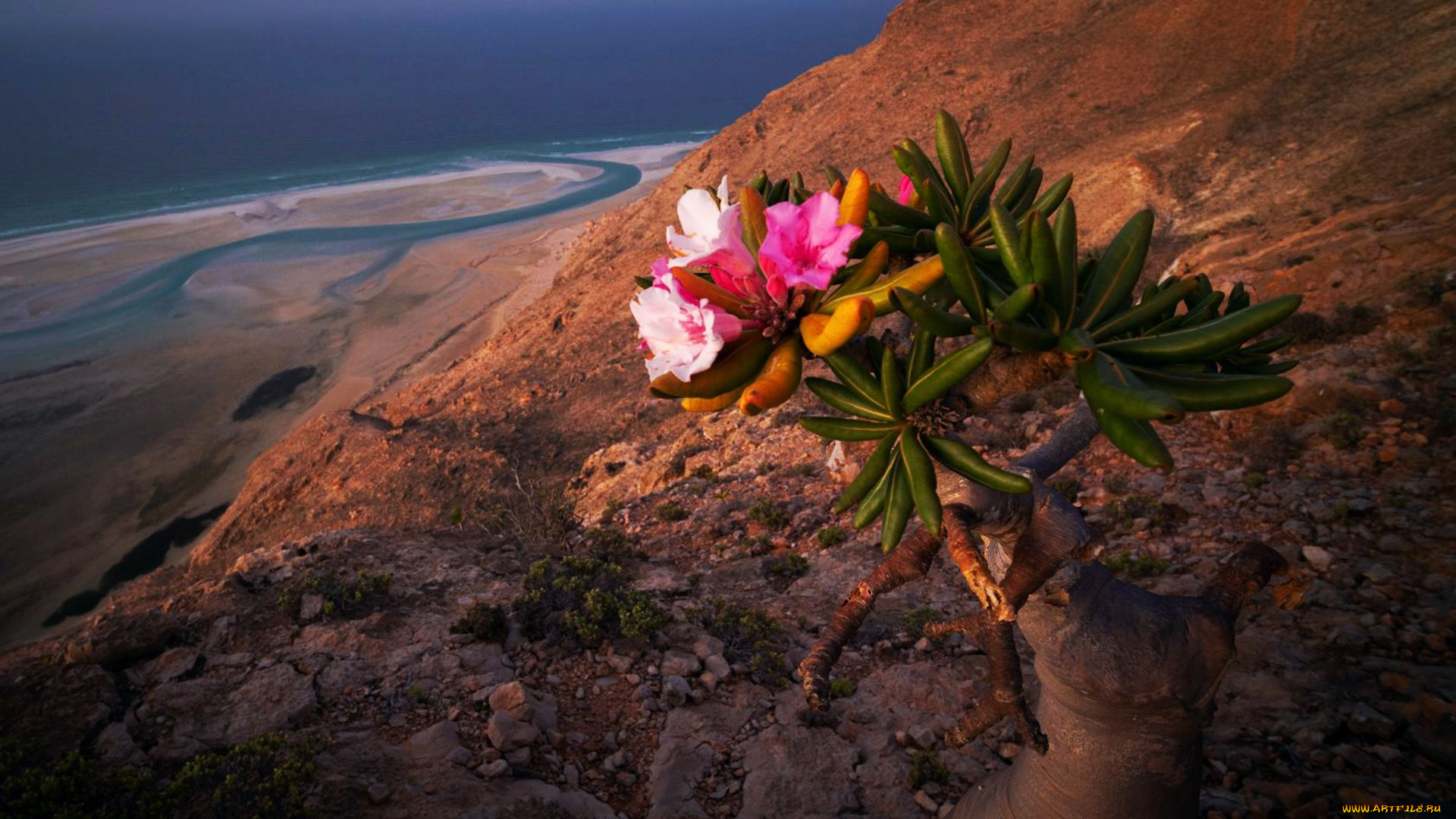 a, flowering, bottle, tree, yemen, socotra, island, природа, деревья, a, flowering, bottle, tree, socotra, island