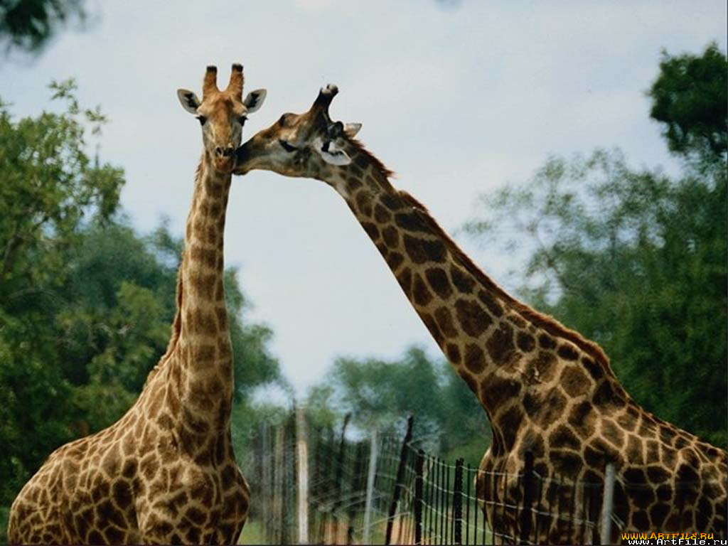 жирафы, животные