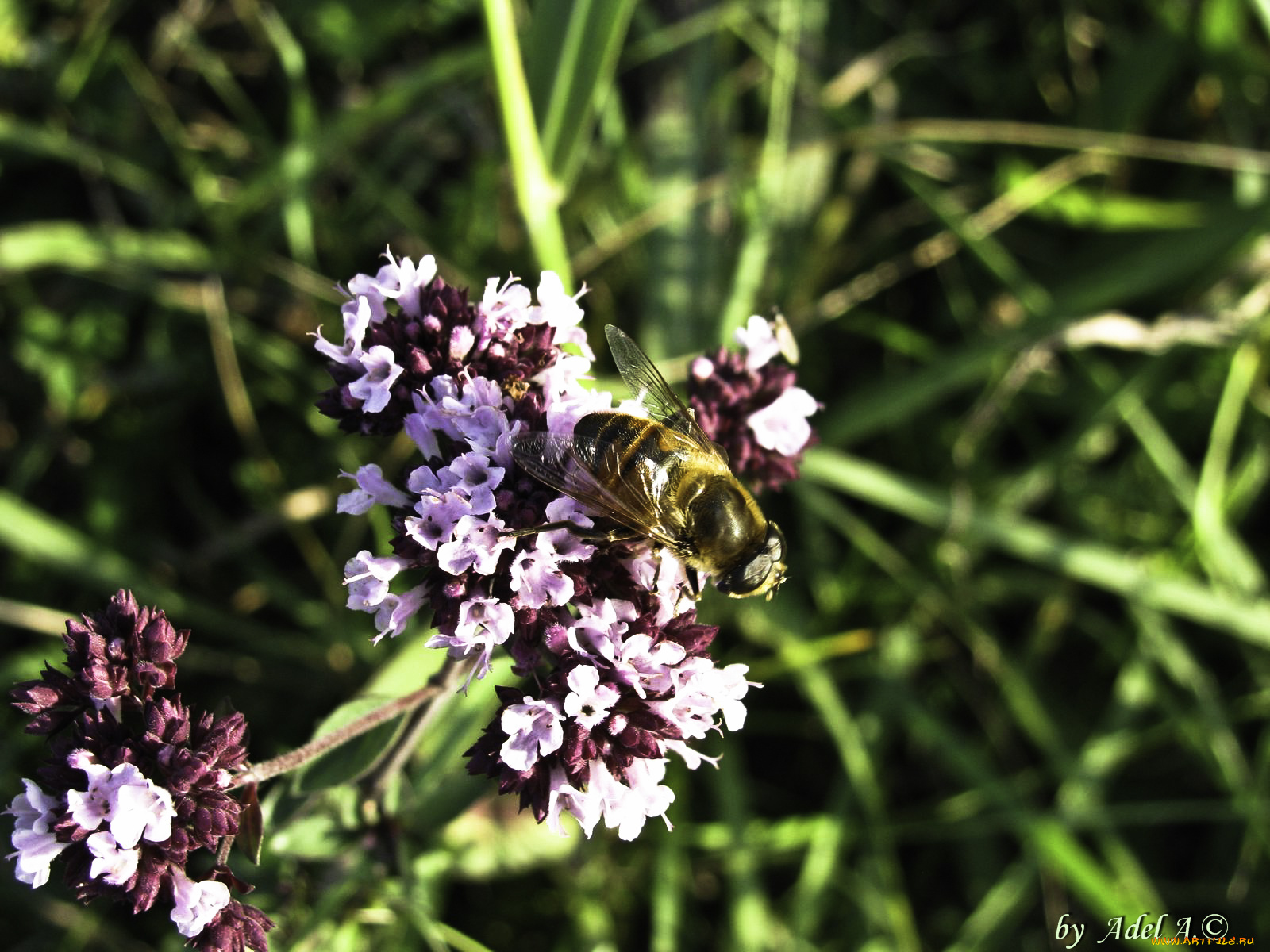 животные, пчелы, осы, шмели, луг, лето, цветы