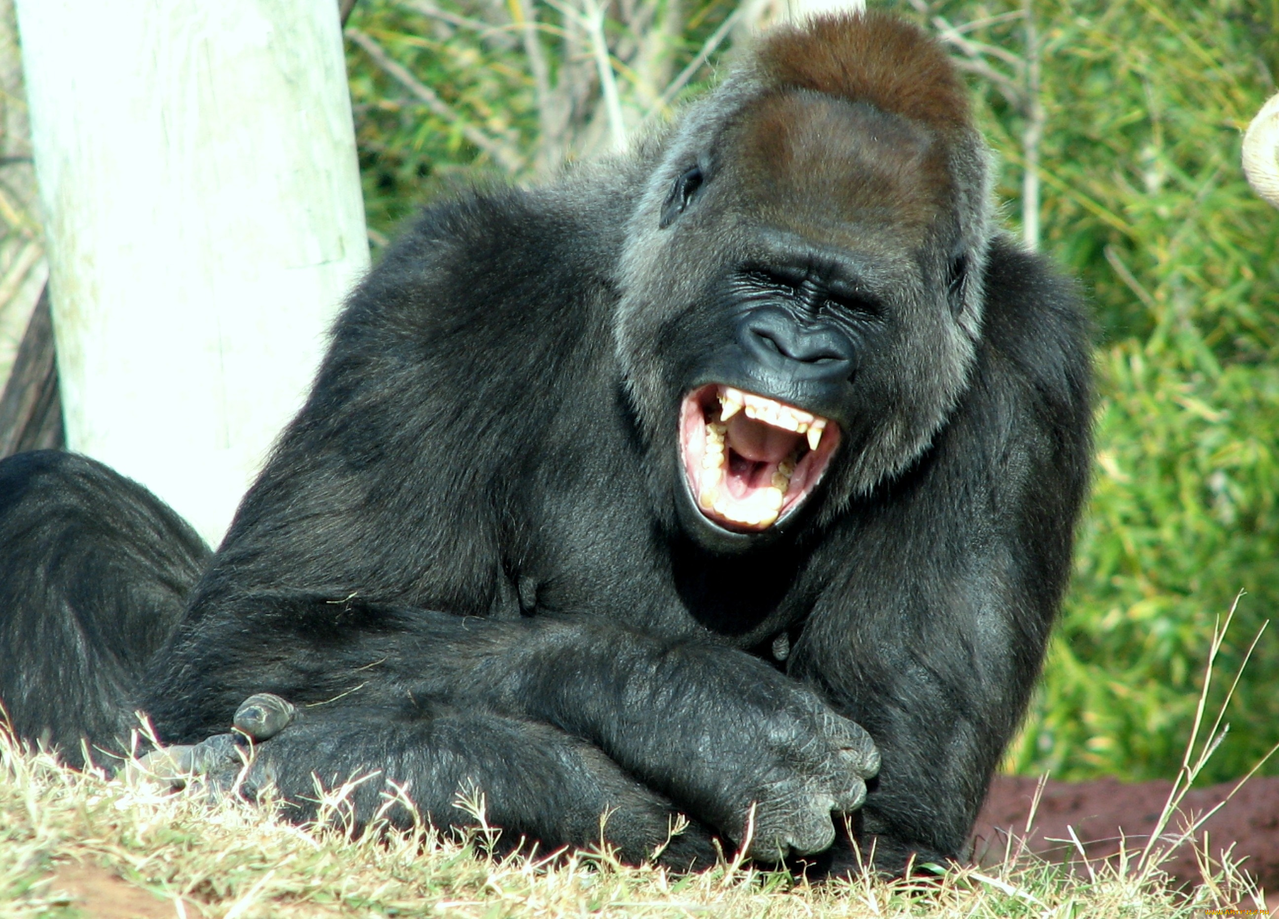животные, обезьяны, зубы, горилла
