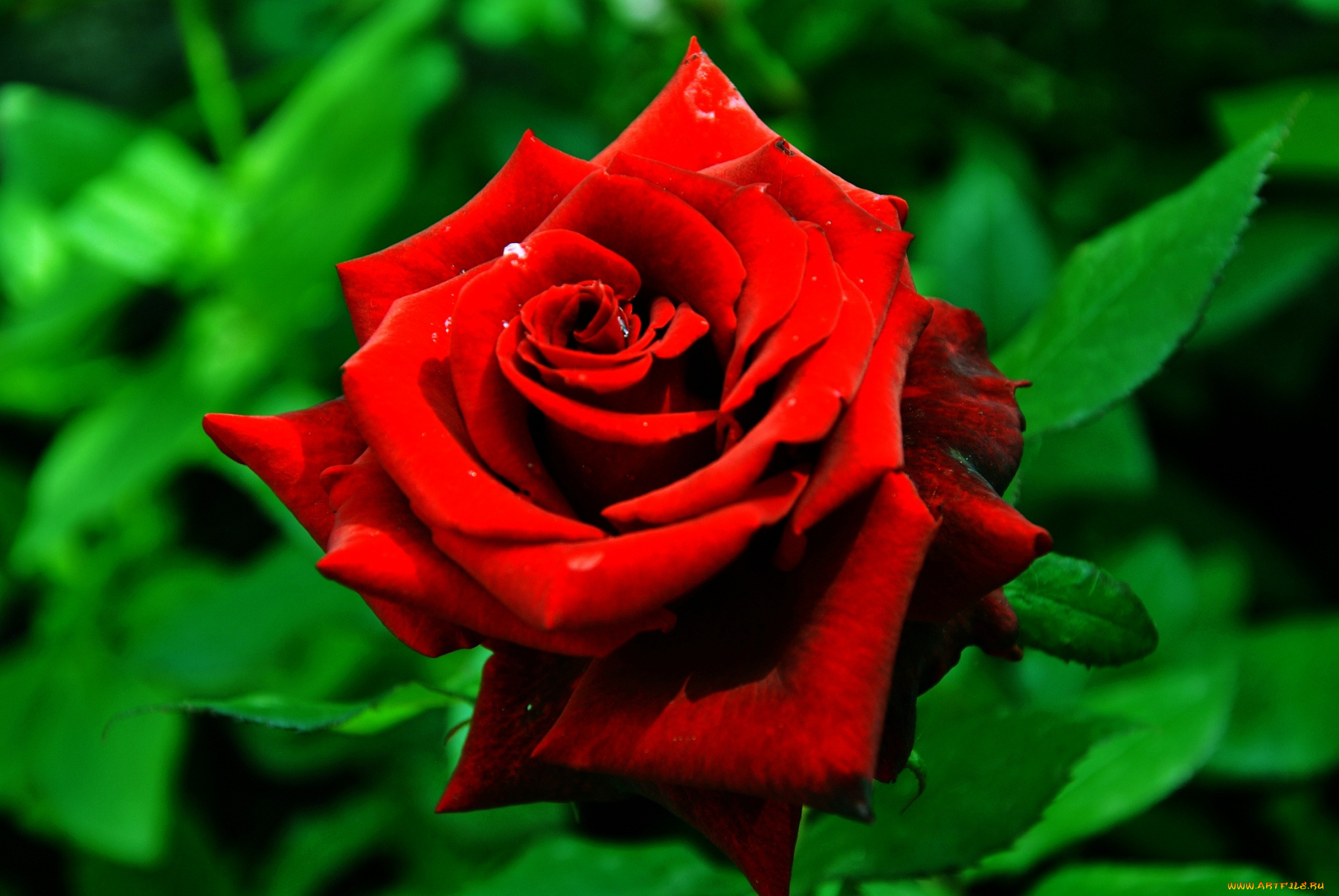цветы, розы, красный, яркий, страсть