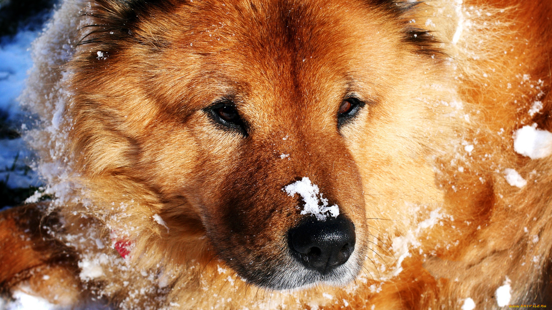 snow, dog, животные, собаки, снег, пес, морда