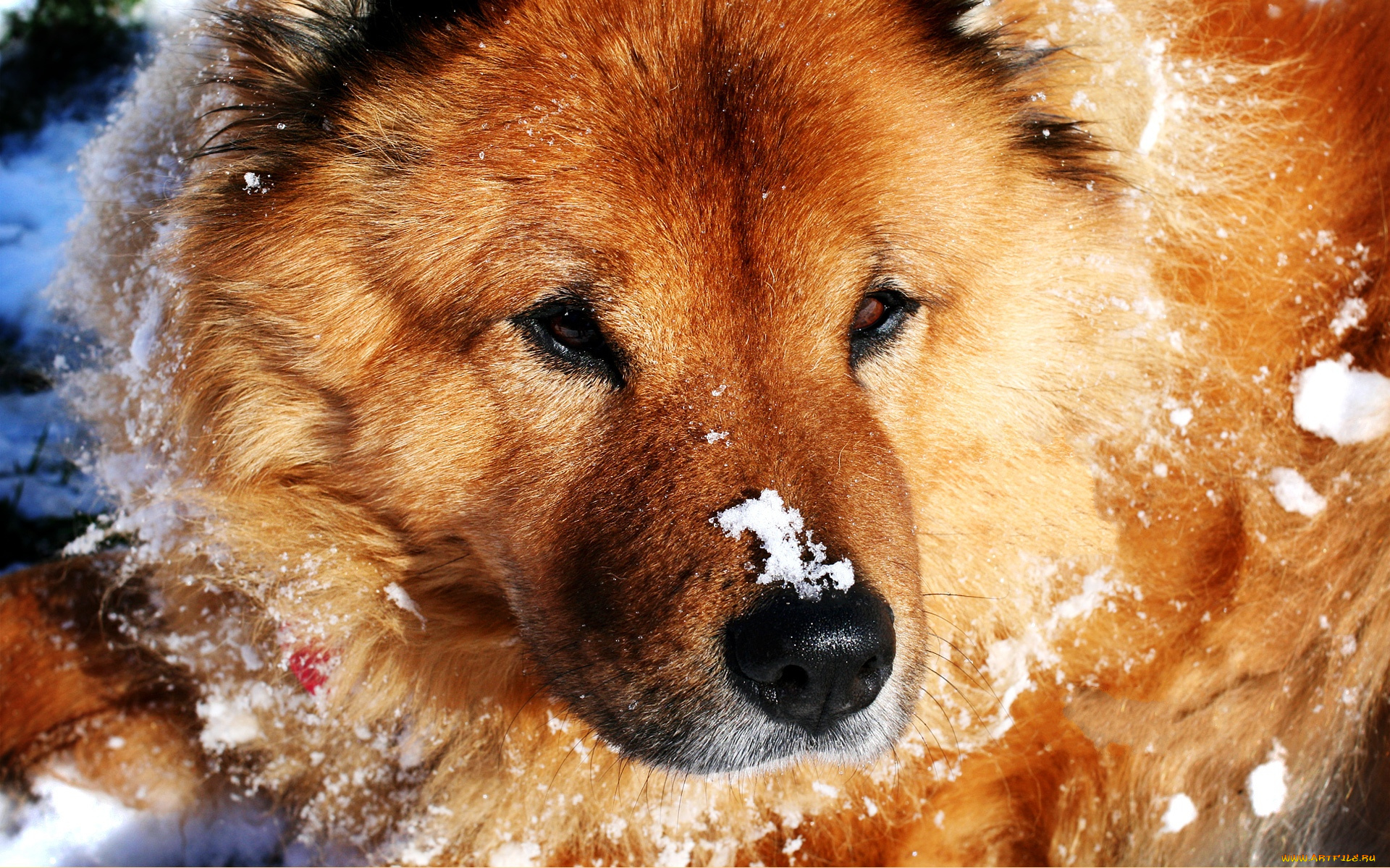 snow, dog, животные, собаки, снег, пес, морда