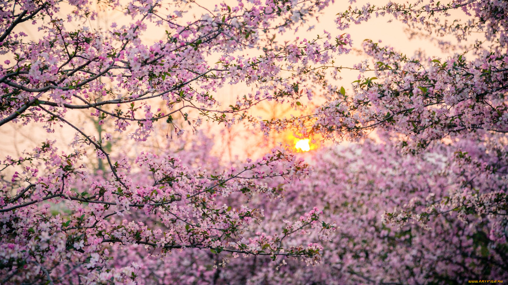 цветы, цветущие, деревья, , , кустарники, деревья, сакура, закат, солнце, Япония, весна
