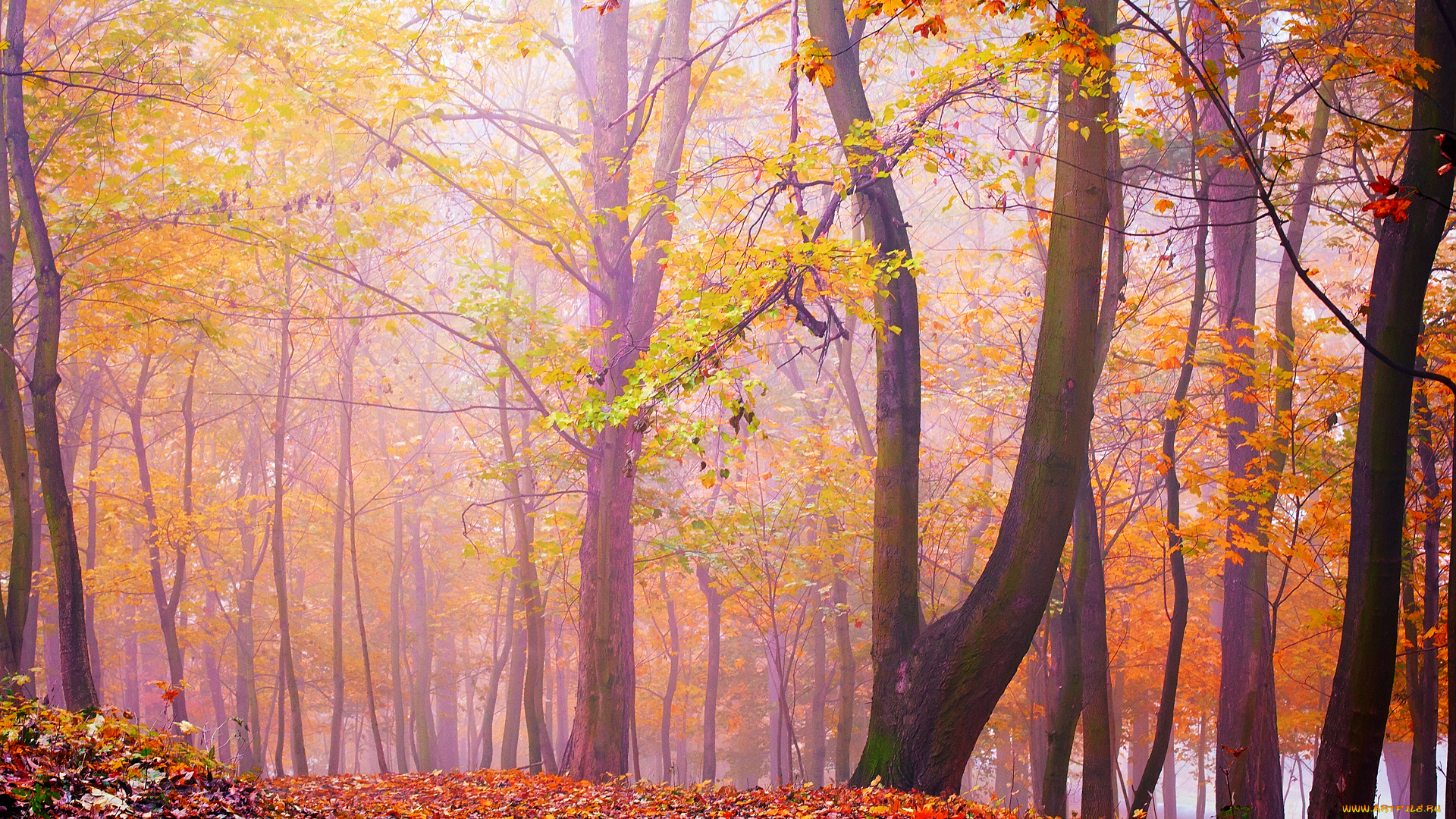 природа, лес, деревья, осень, листья, туман