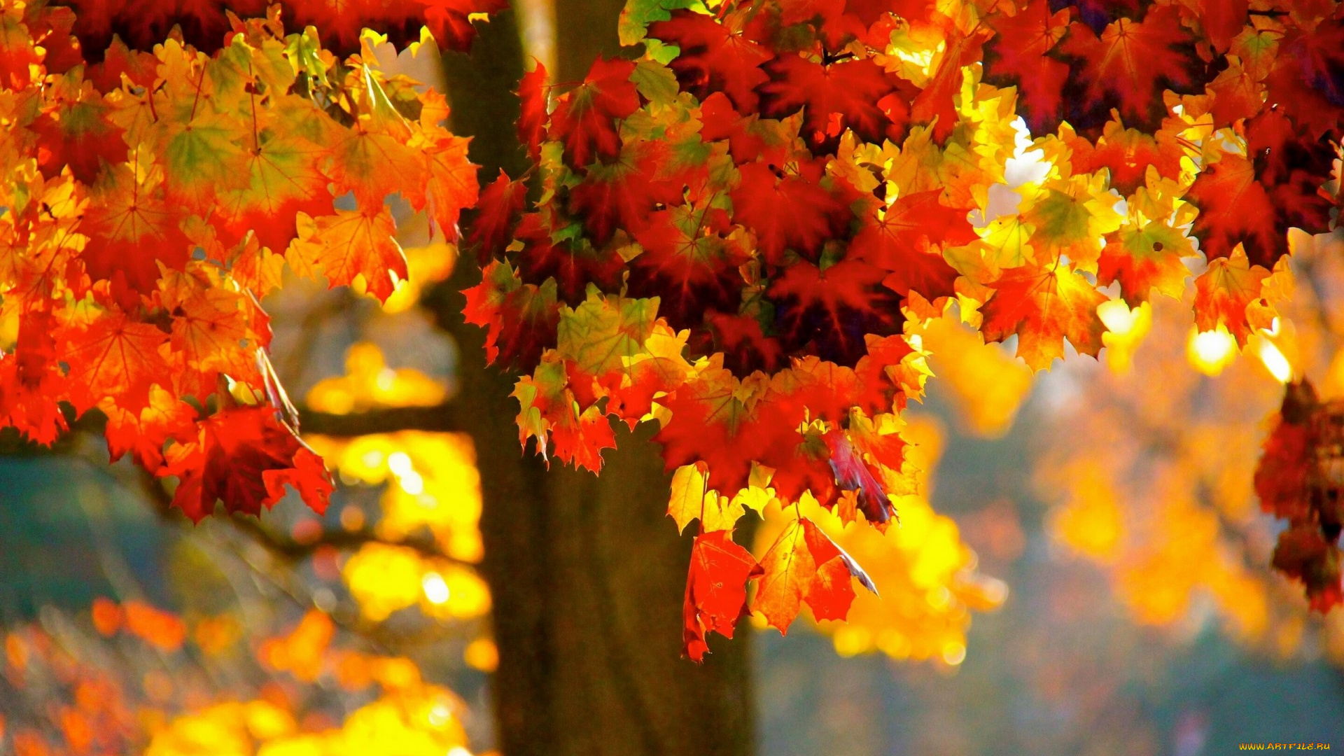 природа, листья, дерево, осень