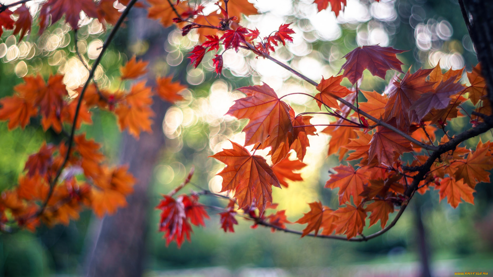 природа, листья, осень, дерево, ветки, боке