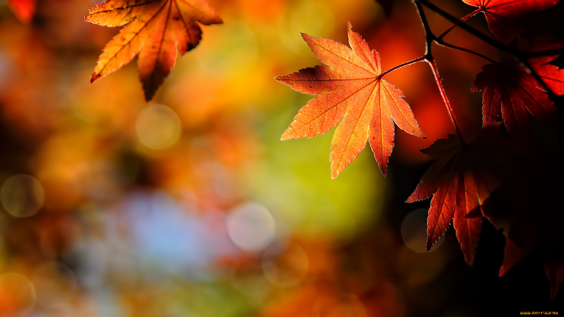 природа, листья, осень, клен, блики