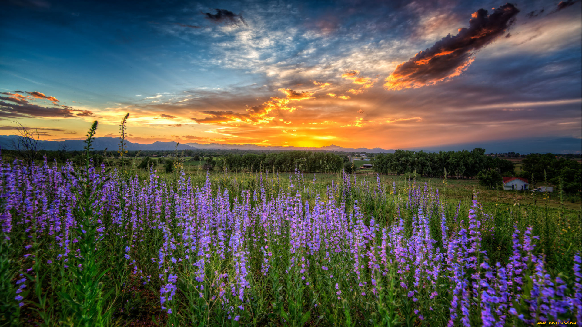 природа, луга, louisville, colorado, луисвилл, колорадо, закат, луг, цветы