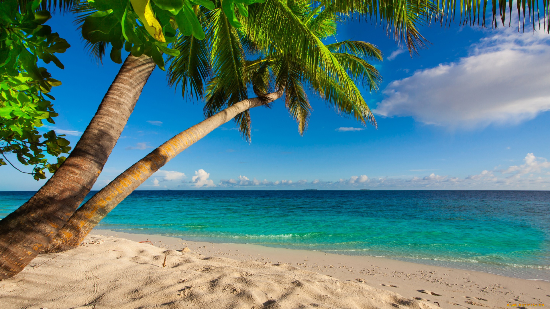 природа, тропики, shore, sea, palms, summer, sand, tropical, paradise, beach, пальмы, песок, берег, море, пляж