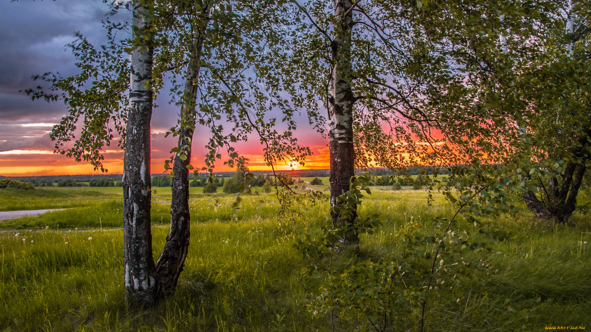 природа, восходы, закаты, закат, сумерки, деревья, березы, небо, солнце, трава