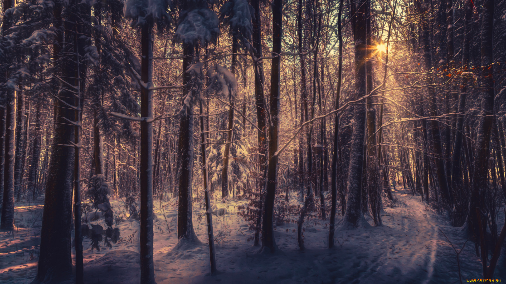 природа, зима, иней, утро, лес, снег, деревья, восход