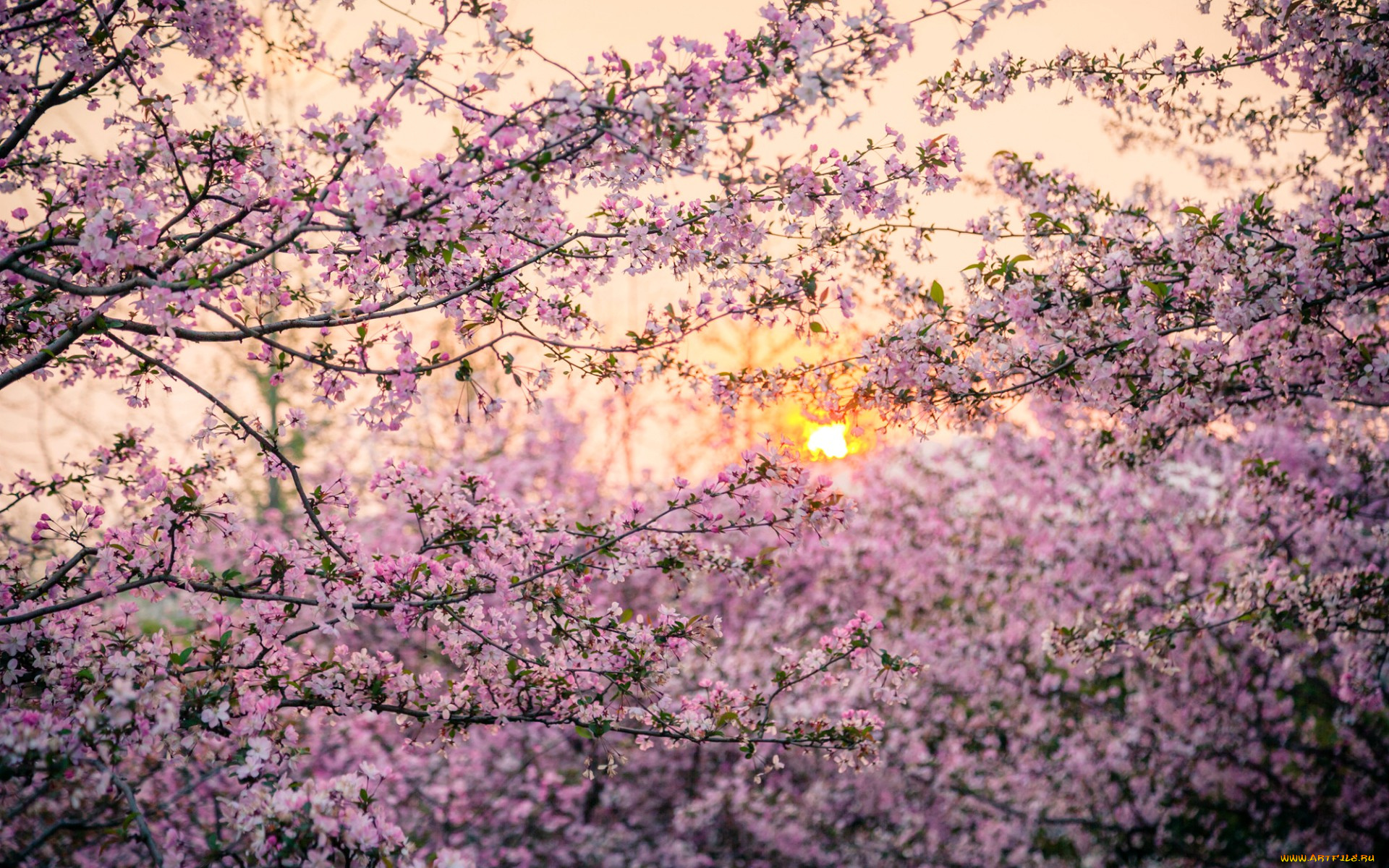 цветы, цветущие, деревья, , , кустарники, деревья, сакура, закат, солнце, Япония, весна