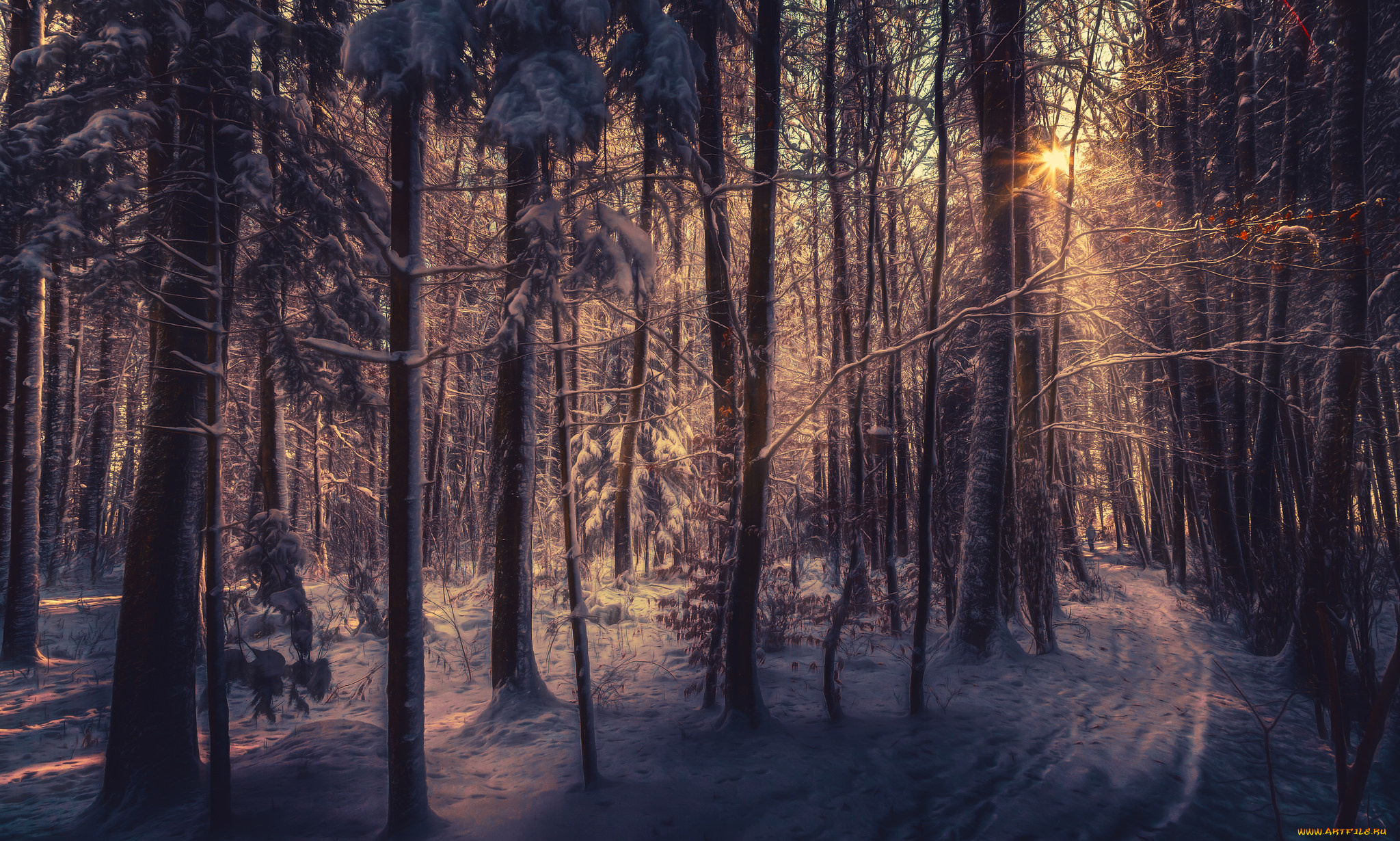 природа, зима, иней, утро, лес, снег, деревья, восход