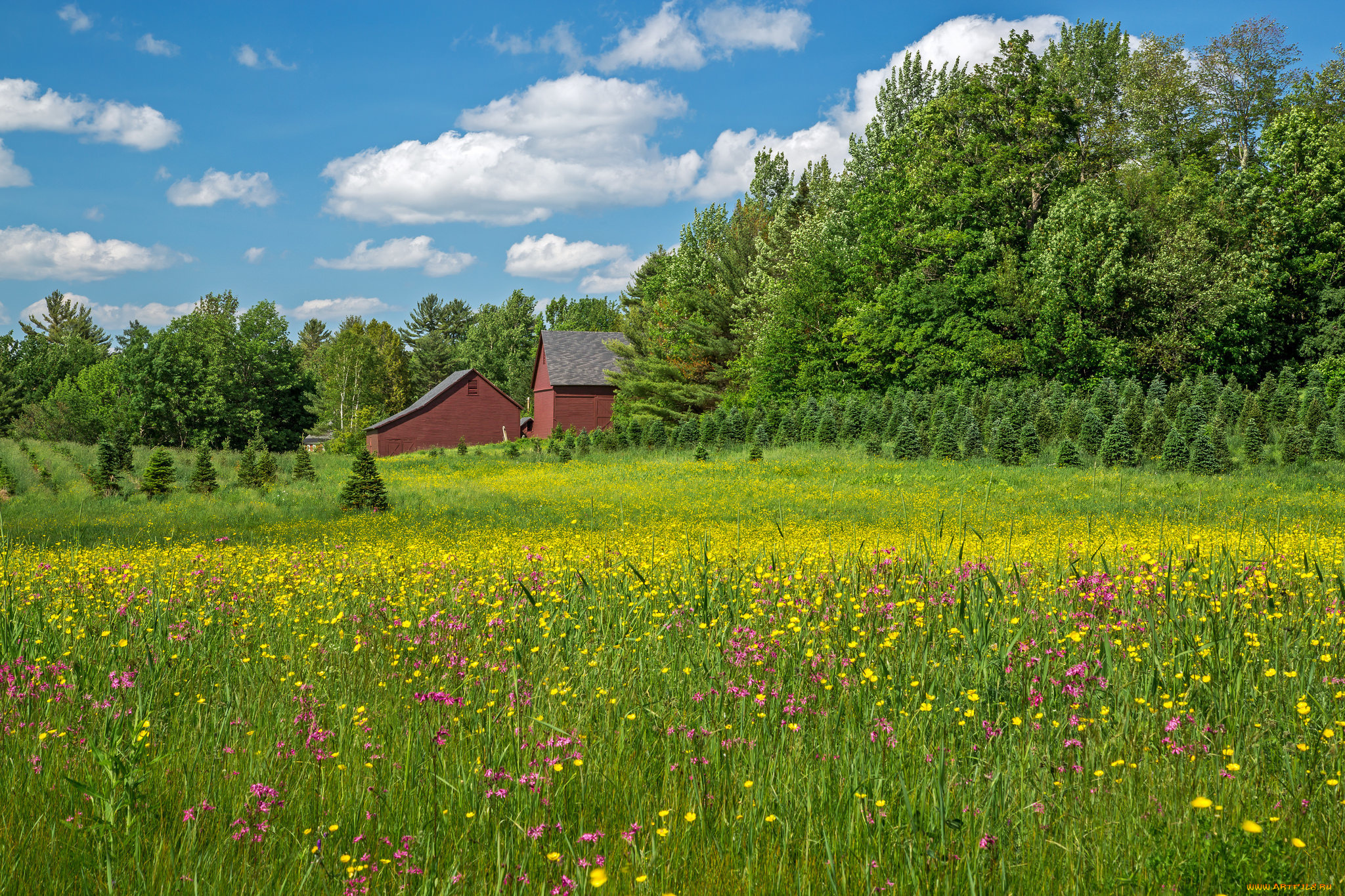 природа, луга, bethlehem, new, hampshire, вифлеем, нью-гэмпшир, луг, цветы, деревья, дома