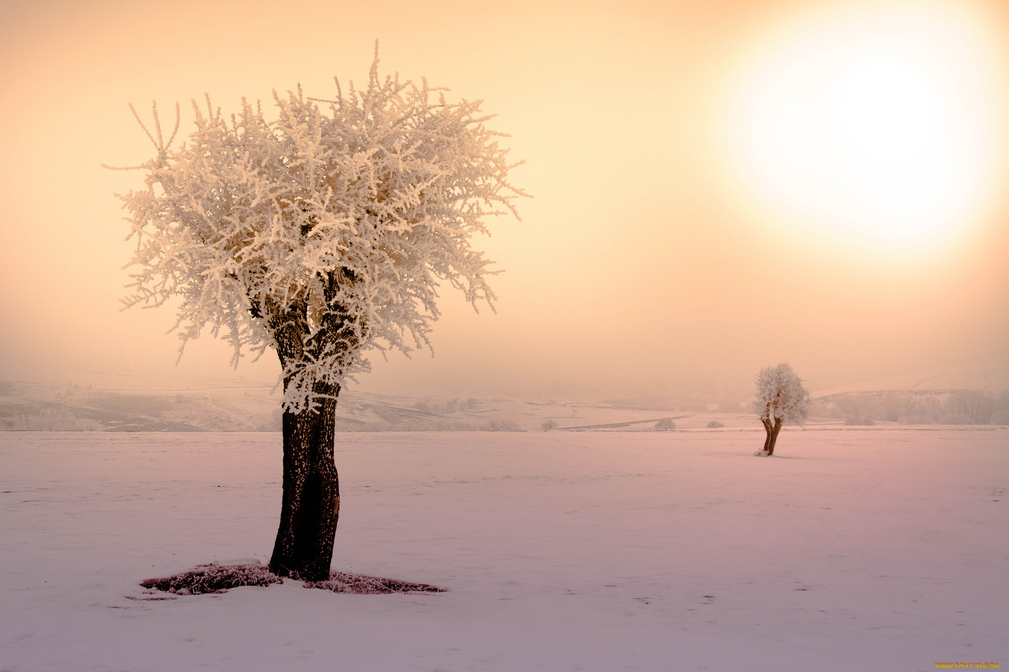 природа, зима, дерево, восход, снег, утро
