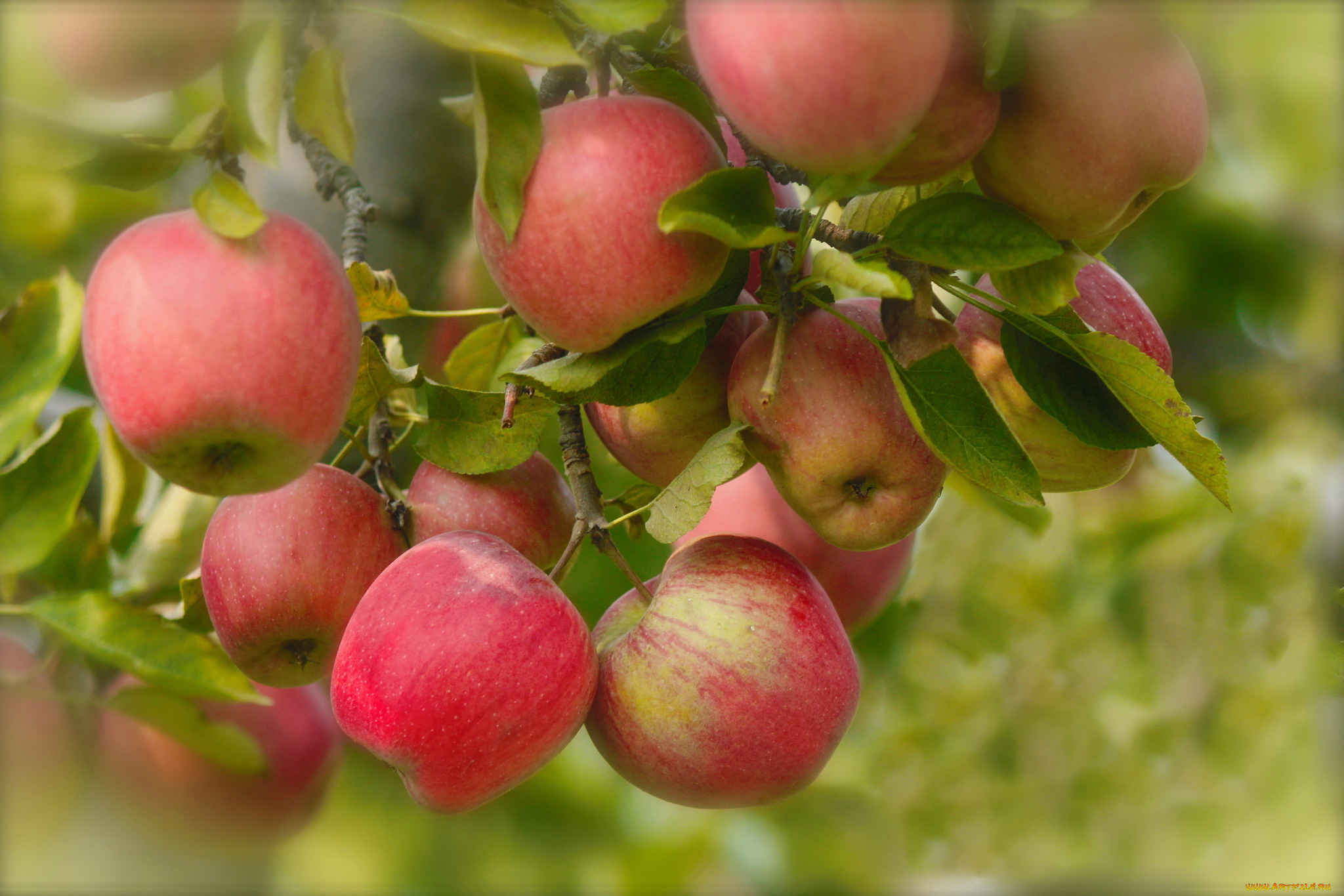природа, плоды, ветки, листья, яблоки