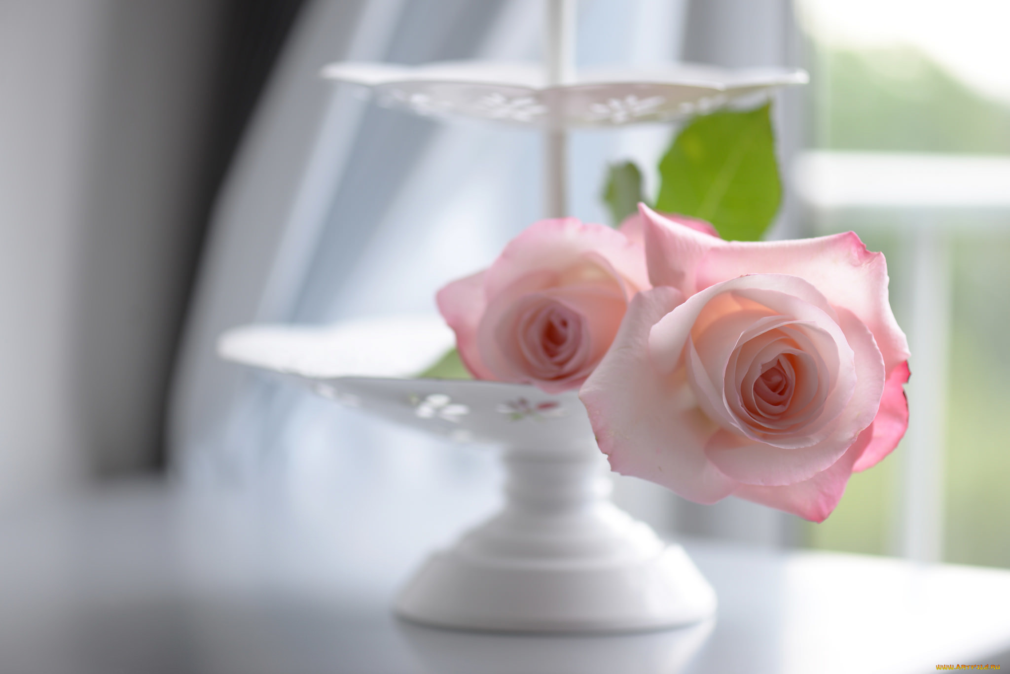 Аромат нежный розы. Красивые цветы в вазах. Нежные розы. Нежный цветок. Цветы на столе.