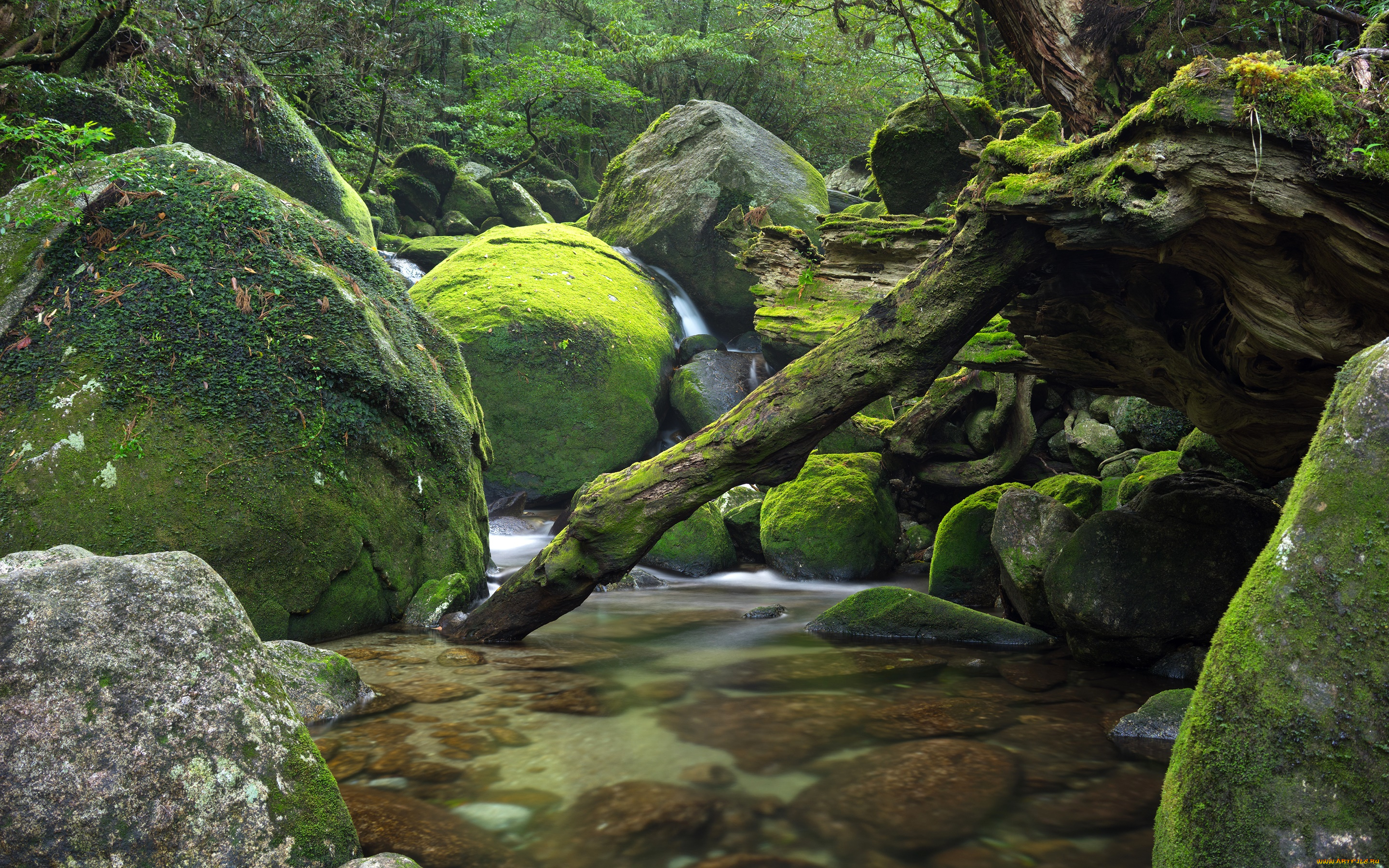 природа, реки, озера, japan, река, камни, поток, деревья, лес, Япония