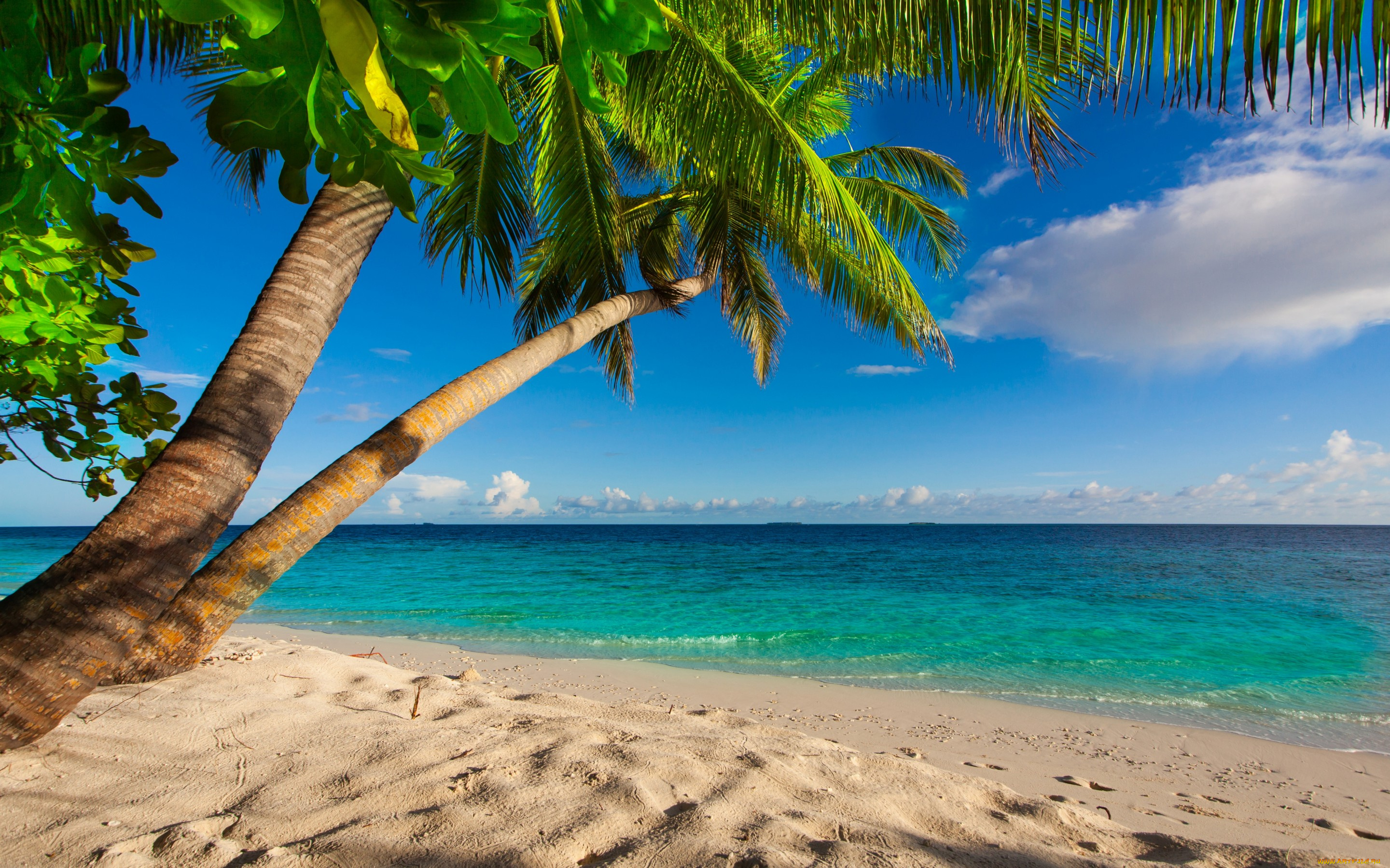 природа, тропики, shore, sea, palms, summer, sand, tropical, paradise, beach, пальмы, песок, берег, море, пляж