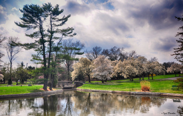 Картинка природа парк озеро весна деревья небо