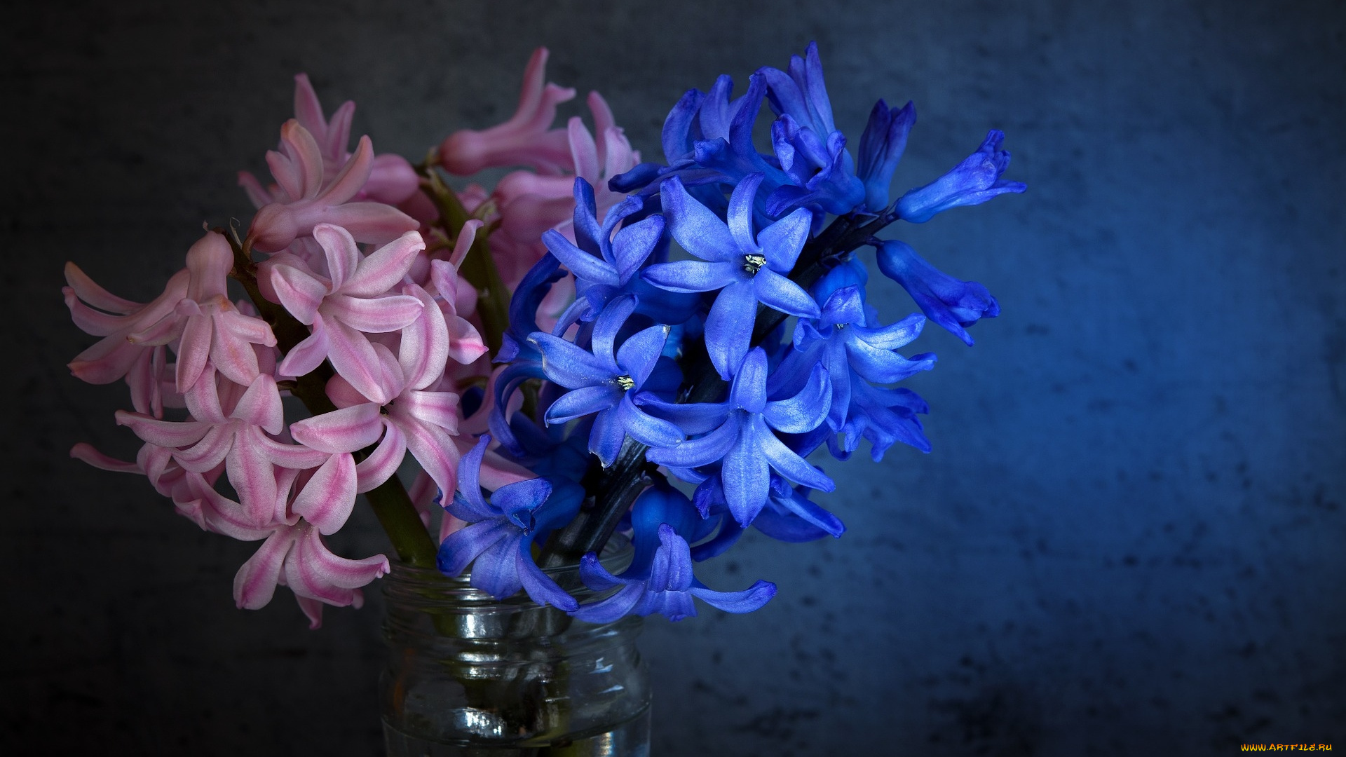 цветы, гиацинты, синий, розовый